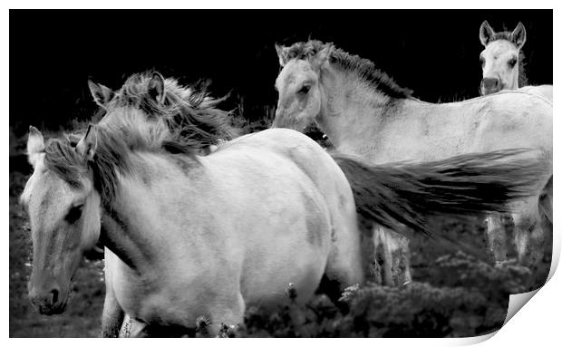 KoniK Horses at Minsmere Print by Darren Burroughs