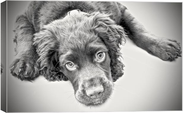 English Cocker Spaniel 15 week old puppy           Canvas Print by Sue Bottomley
