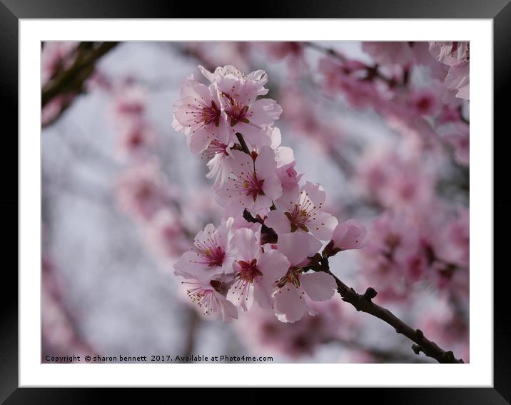 Cherry Blossom Framed Mounted Print by sharon bennett