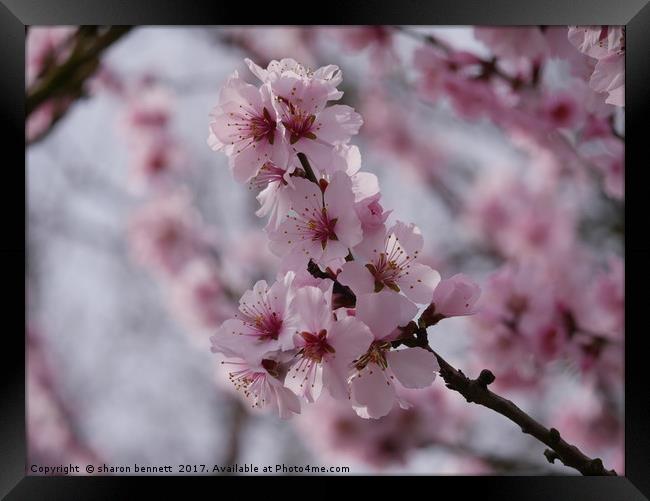 Cherry Blossom Framed Print by sharon bennett