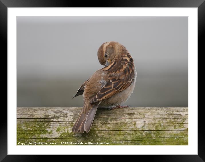 Little Sparrow Framed Mounted Print by sharon bennett