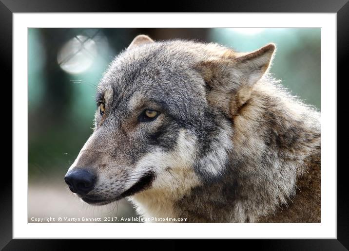 cute wolf  Framed Mounted Print by Martyn Bennett