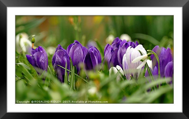 "Signs of Spring" Framed Mounted Print by ROS RIDLEY