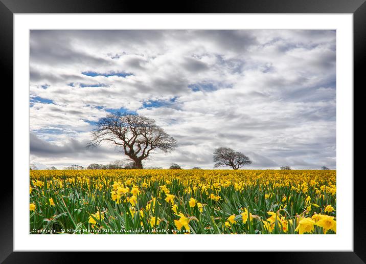 Daffodils Framed Mounted Print by Steve Morris