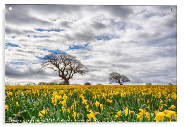 Daffodils Acrylic by Steve Morris