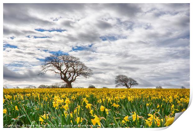 Daffodils Print by Steve Morris