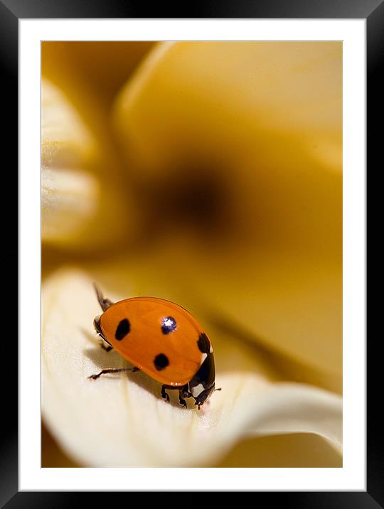 Ladybird on leaf Framed Mounted Print by Martin Doheny