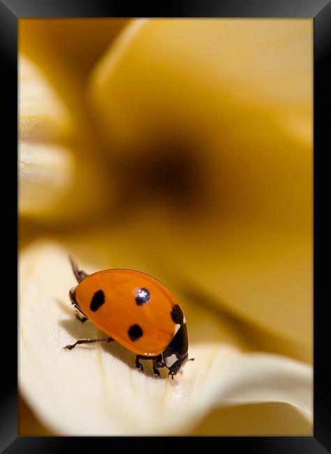 Ladybird on leaf Framed Print by Martin Doheny