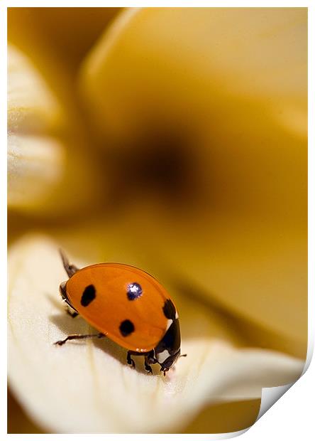 Ladybird on leaf Print by Martin Doheny
