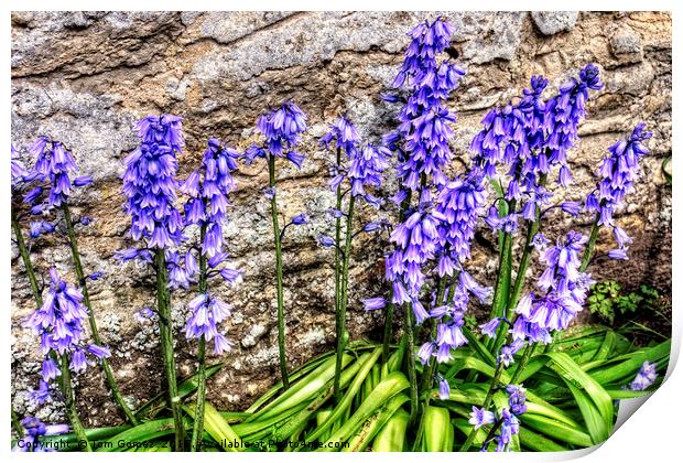 Spanish Bluebells Print by Tom Gomez