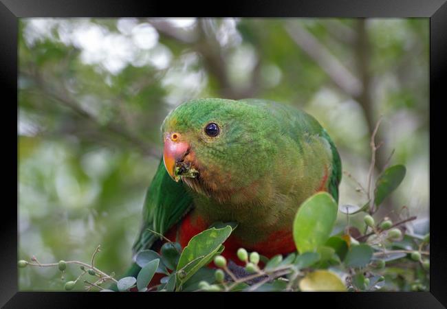 Juvenile Male Australian King Parrot  Framed Print by Alison Johnston