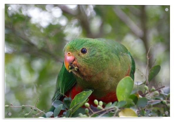 Juvenile Male Australian King Parrot  Acrylic by Alison Johnston