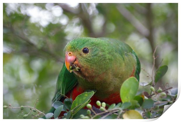 Juvenile Male Australian King Parrot  Print by Alison Johnston