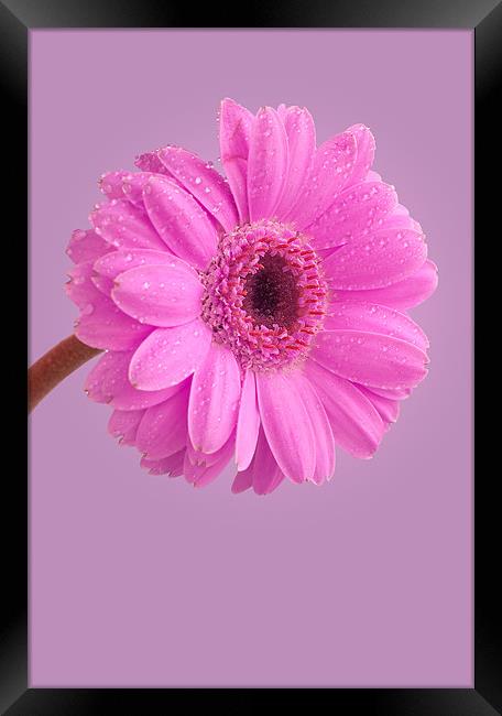 Pink Gerbera Framed Print by John Edwards