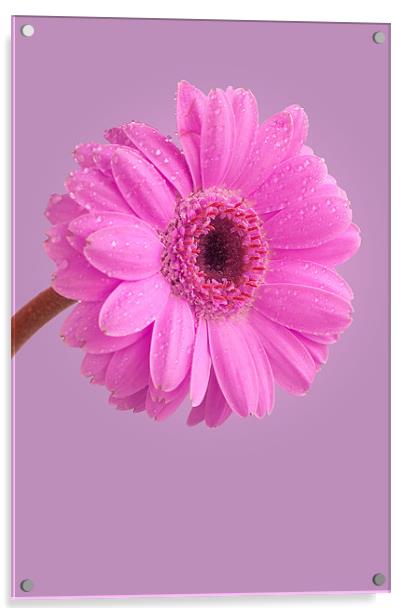 Pink Gerbera Acrylic by John Edwards