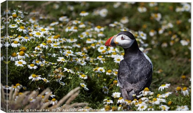 Puffin amongst the daisy Canvas Print by Richard Pike