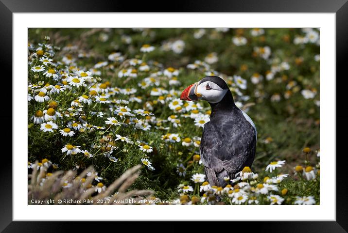 Puffin amongst the daisy Framed Mounted Print by Richard Pike