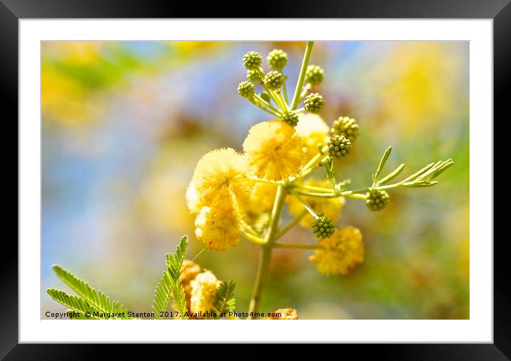 Wattle blossoms  Framed Mounted Print by Margaret Stanton