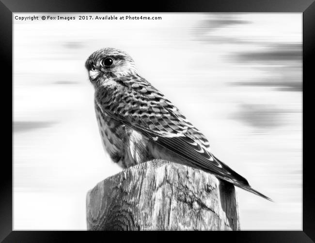 Female Kestrel Framed Print by Derrick Fox Lomax