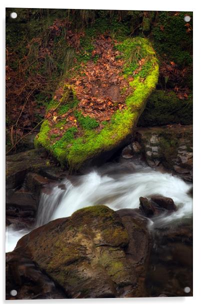 Moss covered stone Acrylic by Leighton Collins