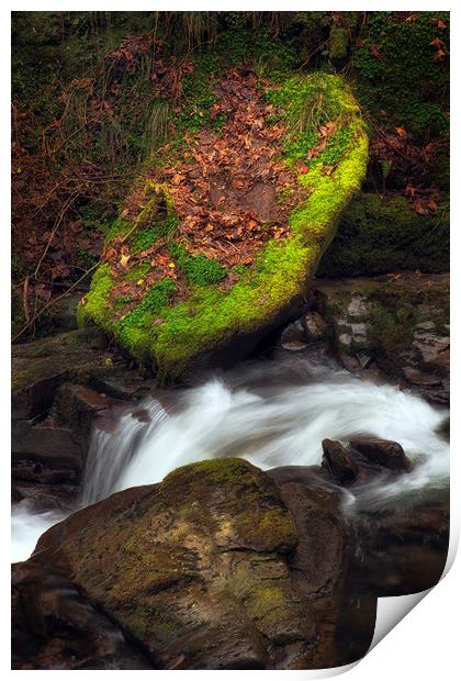 Moss covered stone Print by Leighton Collins