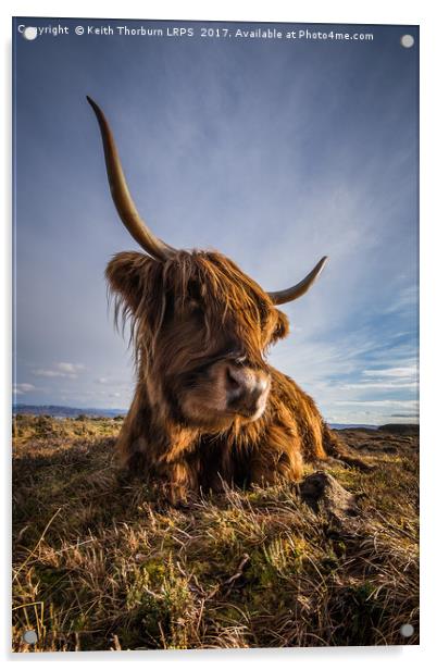 Highland Cow Acrylic by Keith Thorburn EFIAP/b