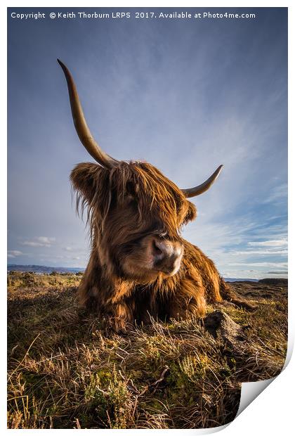 Highland Cow Print by Keith Thorburn EFIAP/b