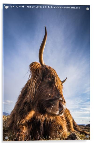 Highland Cow Acrylic by Keith Thorburn EFIAP/b