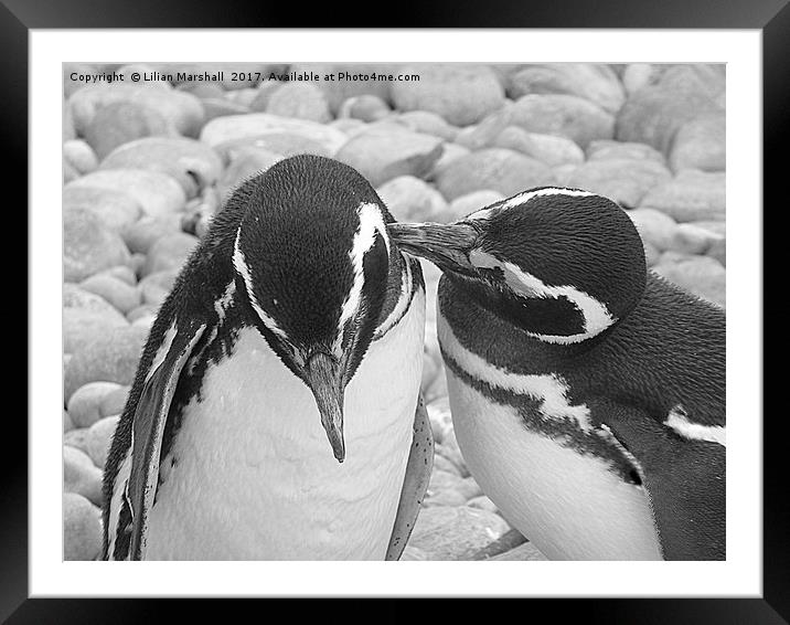Let me whisper in your ear.  Framed Mounted Print by Lilian Marshall
