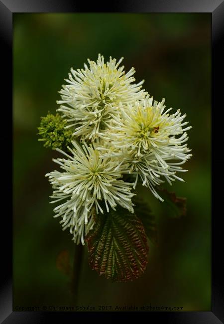 Fothergilla Major - Mountain Witchalder  Framed Print by Christiane Schulze