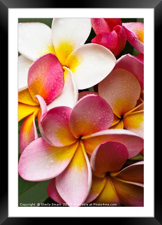  Pink frangipanis Framed Mounted Print by Sheila Smart