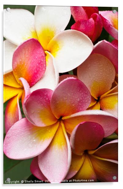  Pink frangipanis Acrylic by Sheila Smart