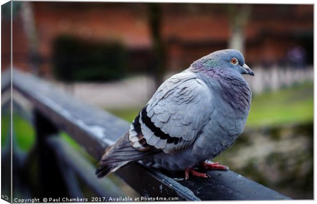 Pigeon Canvas Print by Paul Chambers