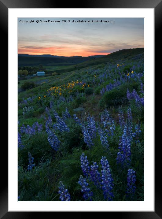 Lupine Sunset Framed Mounted Print by Mike Dawson
