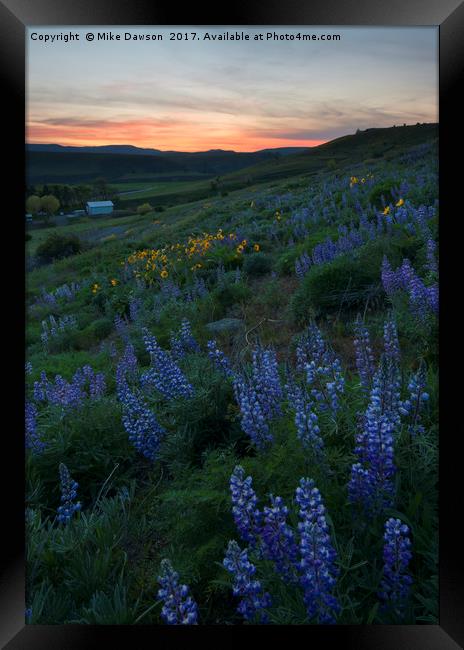 Lupine Sunset Framed Print by Mike Dawson