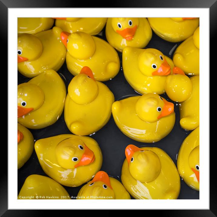 Quackers  Framed Mounted Print by Rob Hawkins