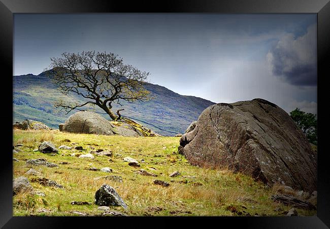 Rock and Tree,Seathwaite. Framed Print by Kleve 