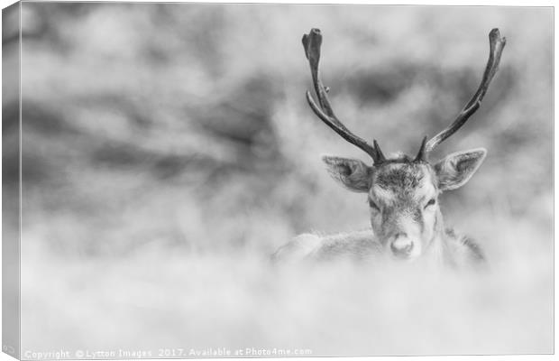 black and white stag  Canvas Print by Wayne Lytton