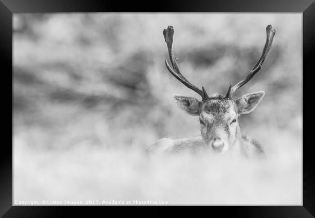 black and white stag  Framed Print by Wayne Lytton