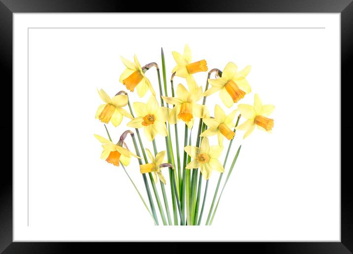 Spring Daffodils Framed Mounted Print by Jacky Parker