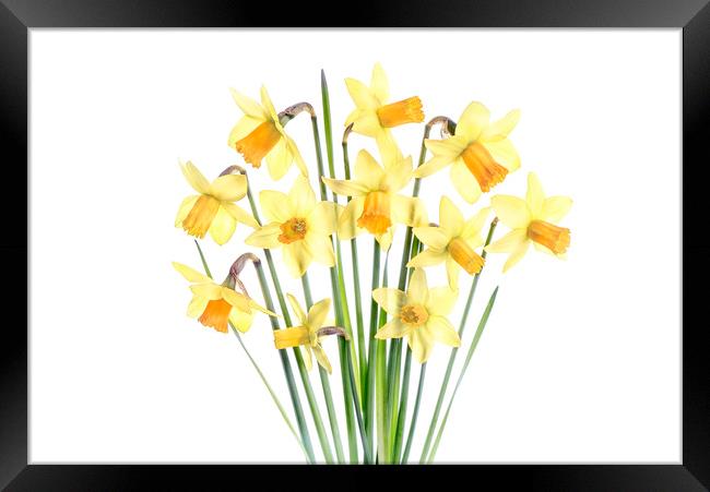 Spring Daffodils Framed Print by Jacky Parker