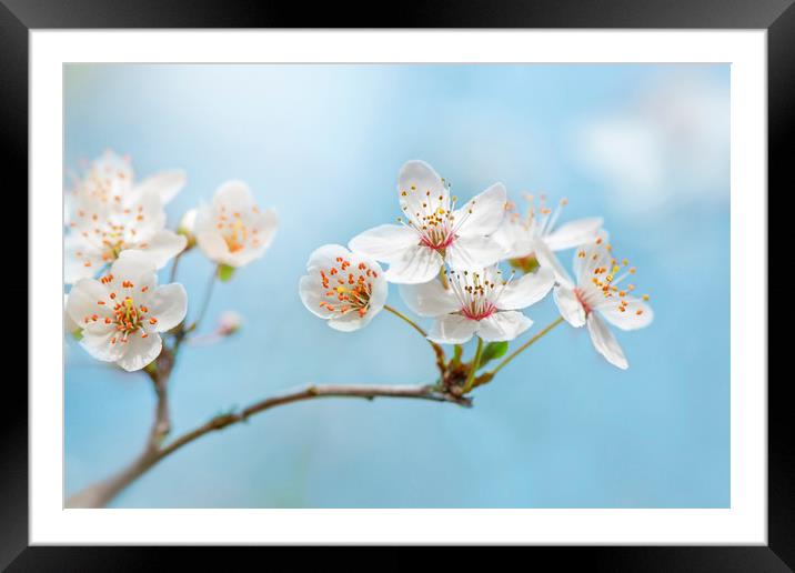 Wild Cherry Blossom Framed Mounted Print by Jacky Parker