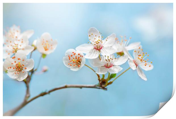 Wild Cherry Blossom Print by Jacky Parker