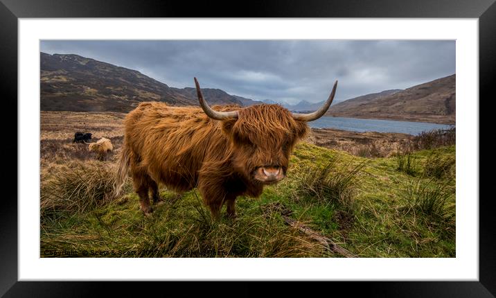 Highland Grazing Framed Mounted Print by Scott & Scott