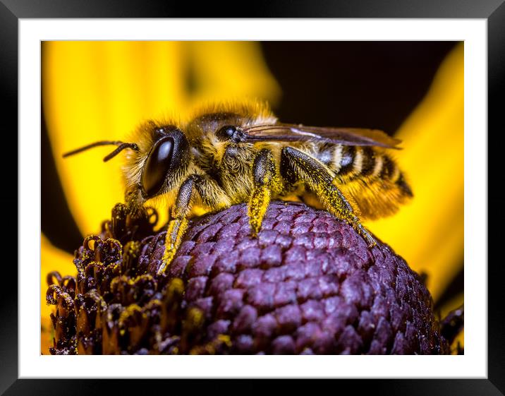  Honey Bee collecting  Pollen. Framed Mounted Print by Colin Allen