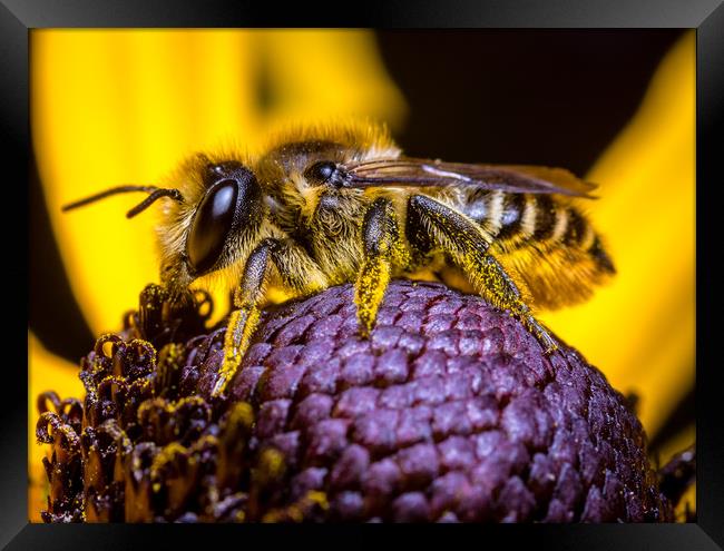  Honey Bee collecting  Pollen. Framed Print by Colin Allen