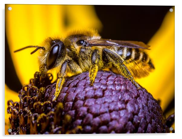  Honey Bee collecting  Pollen. Acrylic by Colin Allen