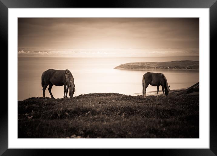 Wild Ponies of North Wales Framed Mounted Print by Sean Wareing