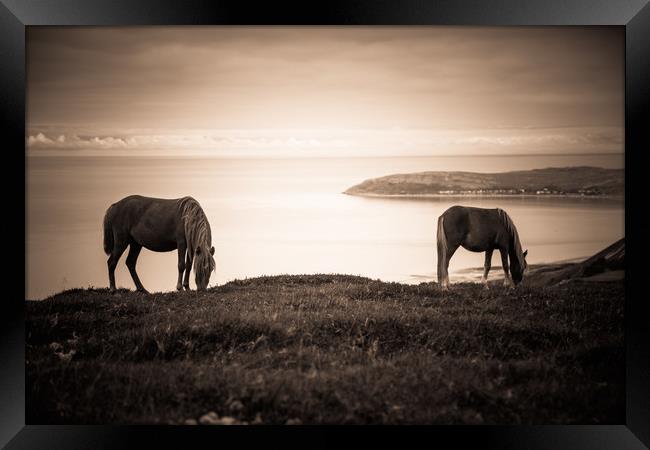 Wild Ponies of North Wales Framed Print by Sean Wareing