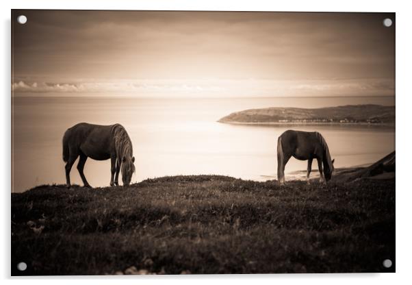 Wild Ponies of North Wales Acrylic by Sean Wareing